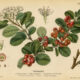 Cotoneaster: A Hardy Shrub in Nature, Paganism, and Witchcraft