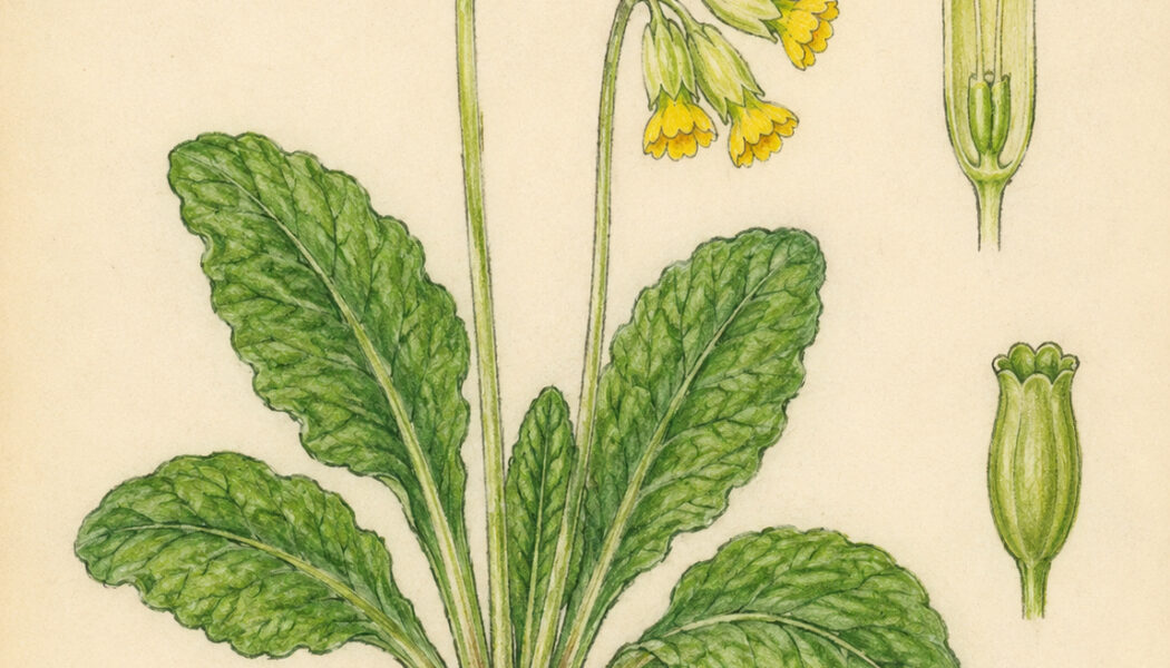 Cowslip and Its Place in Witchcraft