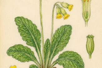 Cowslip and Its Place in Witchcraft