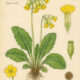 Cowslip and Its Place in Witchcraft