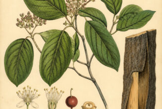 Cramp Bark: A Protective and Healing Plant in Paganism and Witchcraft