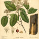 Cramp Bark: A Protective and Healing Plant in Paganism and Witchcraft