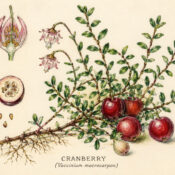 Cranberry and Its Place in Witchcraft