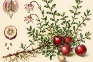 Cranberry and Its Place in Witchcraft