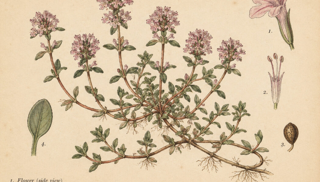Creeping Thyme: A Fragrant Herb in Nature, Paganism, and Witchcraft