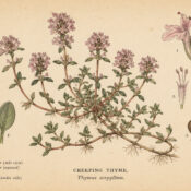 Creeping Thyme: A Fragrant Herb in Nature, Paganism, and Witchcraft
