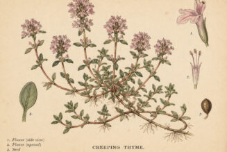 Creeping Thyme: A Fragrant Herb in Nature, Paganism, and Witchcraft