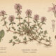 Creeping Thyme: A Fragrant Herb in Nature, Paganism, and Witchcraft