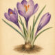 Crocus and Its Place in Witchcraft