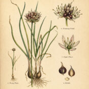 Crow Garlic: A Wild Plant of Protection and Purification
