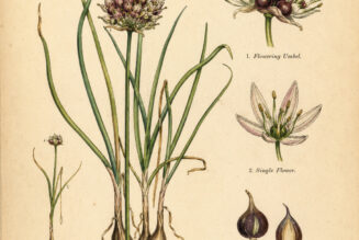 Crow Garlic: A Wild Plant of Protection and Purification