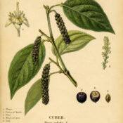 Cubeb: A Magical Spice in Paganism and Witchcraft