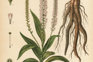 Culver’s Root: A Sacred Herb in Paganism and Witchcraft
