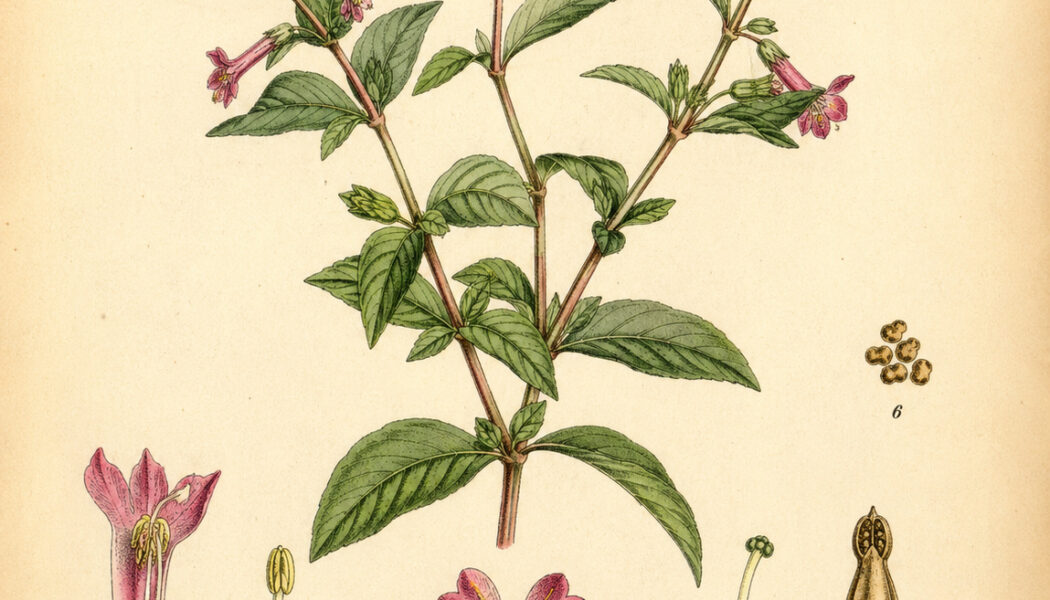 Cuphea: A Vibrant Plant in Nature, Paganism, and Witchcraft