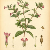 Cuphea: A Vibrant Plant in Nature, Paganism, and Witchcraft