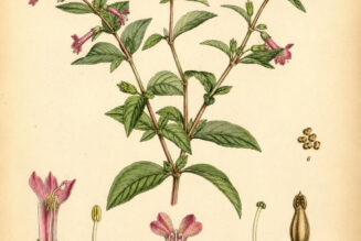Cuphea: A Vibrant Plant in Nature, Paganism, and Witchcraft
