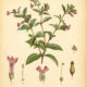 Cuphea: A Vibrant Plant in Nature, Paganism, and Witchcraft