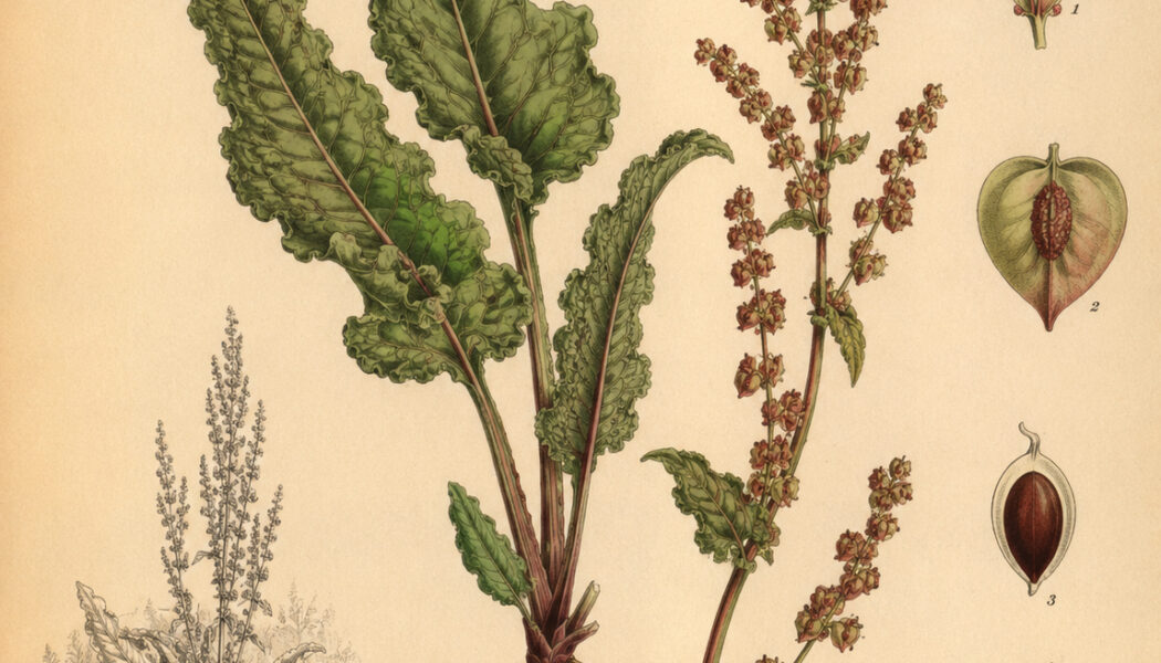 Curly Dock: A Resilient Plant in Paganism and Witchcraft