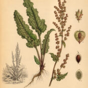Curly Dock: A Resilient Plant in Paganism and Witchcraft