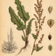 Curly Dock: A Resilient Plant in Paganism and Witchcraft