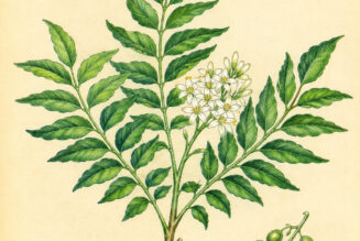 Curry Leaf and Its Place in Witchcraft