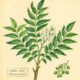 Curry Leaf and Its Place in Witchcraft