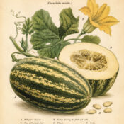 Cushaw: The Golden Gourd in Paganism and Witchcraft