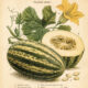 Cushaw: The Golden Gourd in Paganism and Witchcraft
