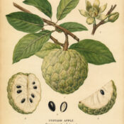 Custard Apple: A Sweet Fruit in Folklore, Paganism, and Witchcraft