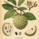 Custard Apple: A Sweet Fruit in Folklore, Paganism, and Witchcraft