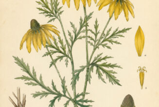 Cutleaf Coneflower: A Bright Wildflower in Nature, Paganism, and Witchcraft