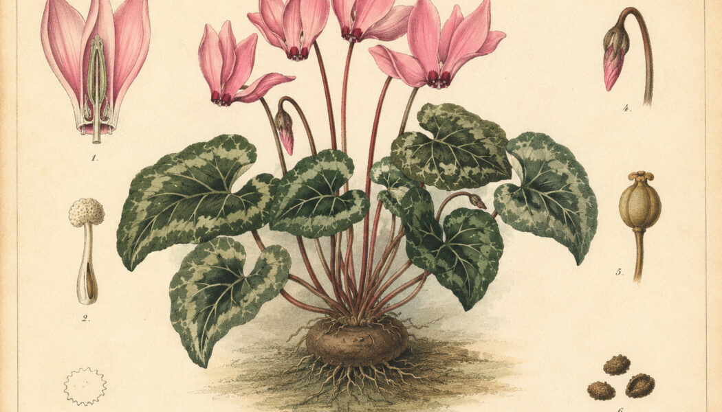 Cyclamen: A Delicate Flower in Nature, Paganism, and Witchcraft