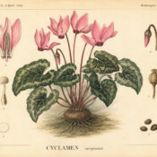 Cyclamen: A Delicate Flower in Nature, Paganism, and Witchcraft