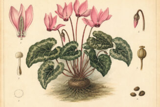 Cyclamen: A Delicate Flower in Nature, Paganism, and Witchcraft
