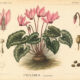 Cyclamen: A Delicate Flower in Nature, Paganism, and Witchcraft