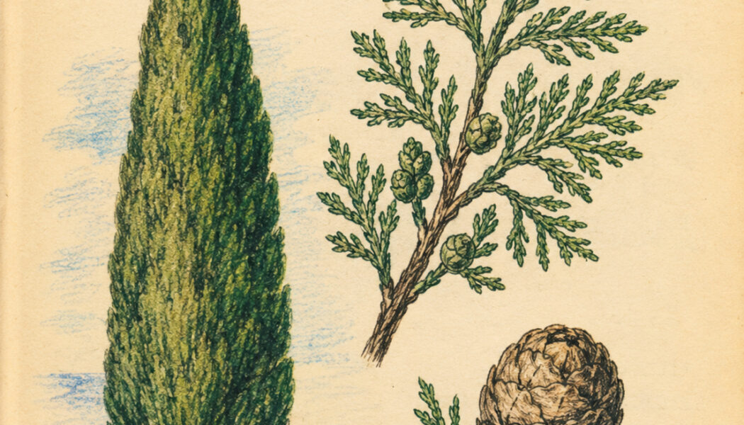 Cypress and Its Place in Witchcraft
