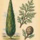 Cypress and Its Place in Witchcraft
