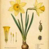 Daffodil: A Flower of Renewal in Nature, Paganism, and Witchcraft