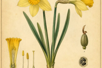 Daffodil: A Flower of Renewal in Nature, Paganism, and Witchcraft
