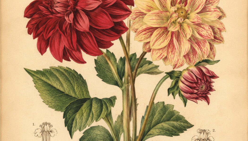 Dahlia: A Symbol of Beauty, Strength, and Modern Magical Practice