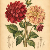 Dahlia: A Symbol of Beauty, Strength, and Modern Magical Practice