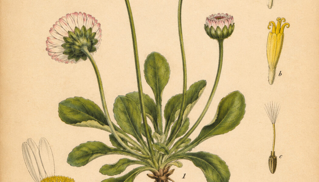Daisy: A Symbol of Innocence, Protection, and Renewal in Paganism and Witchcraft