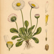 Daisy: A Symbol of Innocence, Protection, and Renewal in Paganism and Witchcraft