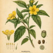 Damiana: A Magical Herb of Passion, Protection, and Spiritual Connection