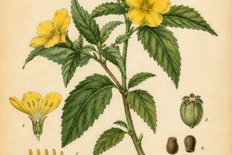 Damiana: A Magical Herb of Passion, Protection, and Spiritual Connection