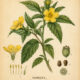 Damiana: A Magical Herb of Passion, Protection, and Spiritual Connection