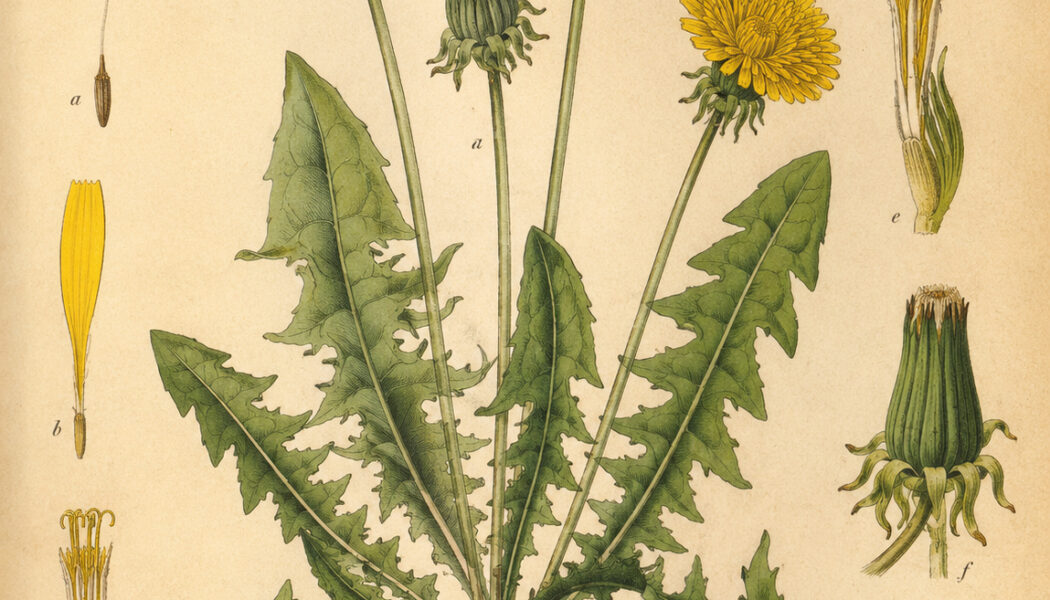 Dandelion: A Humble Plant of Healing, Magic, and Spiritual Wisdom