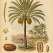 Date Palm: A Sacred Tree of Life in Paganism and Witchcraft