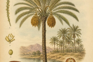 Date Palm: A Sacred Tree of Life in Paganism and Witchcraft