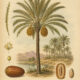 Date Palm: A Sacred Tree of Life in Paganism and Witchcraft
